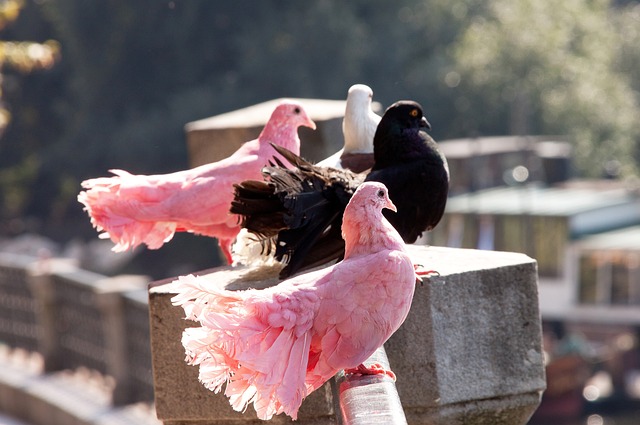 给对手在禁 给对手在禁